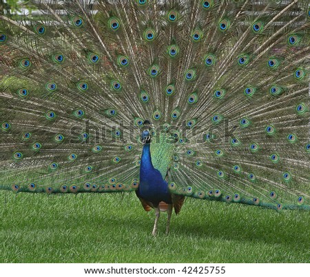 Indian peacock fanning out its tail