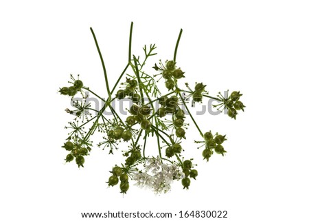 Coriander seeks used dried or semi dried in food preparation. Also used in perfumery, cosmetics and soap-making.