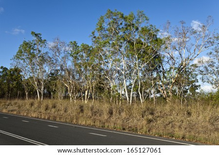 Large eucalyptus trees, also called gum trees, with a beautiful blue sky in background.