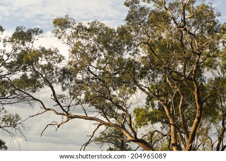 Large eucalyptus trees, also called gum trees, with a beautiful blue sky in background at sunset.