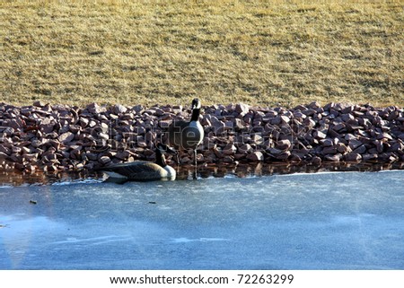 Pair of geese explore a partially frozen pond together during an early spring thaw.