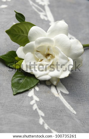 White Gardenia Blossom on lace