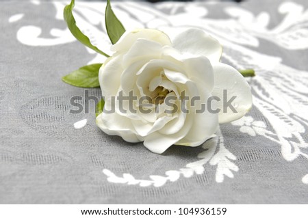Gardenia Blossom on lace texture
