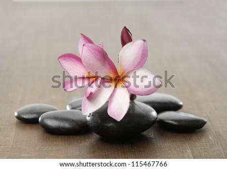 frangipani flower with pile stones