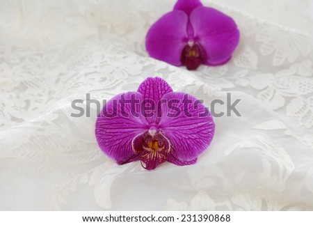 Set of two red orchid on the white lace background