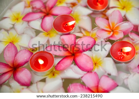frangipani flowers with red candle in the water