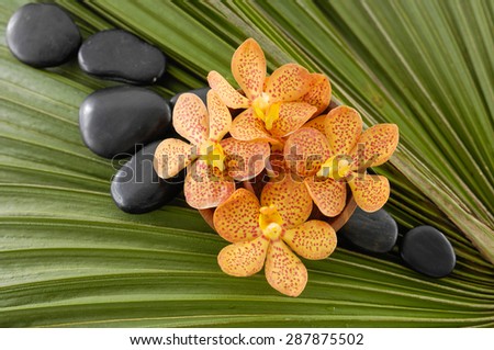 Orange orchid with black stones on green palm leaf