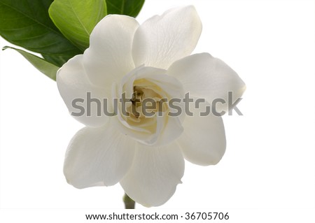 gardenia flower with green leaf