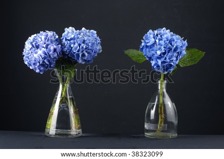 blue hydrangea in glass vase on black