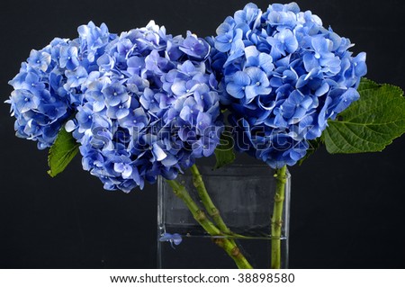 View of blue hydrangea in glass vase