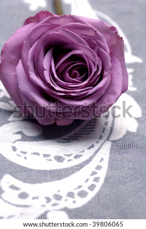 Lay down macro of pink rose
