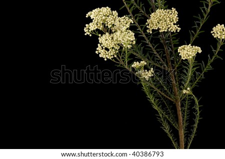 black and white flowers border. lack and white flowers