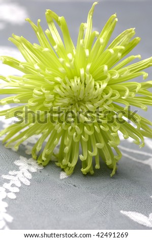 Lay down close up green chrysanthemum