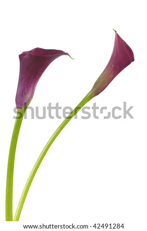 Red Callas