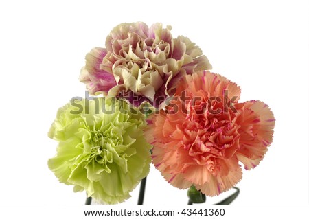 Bunch Of Carnations