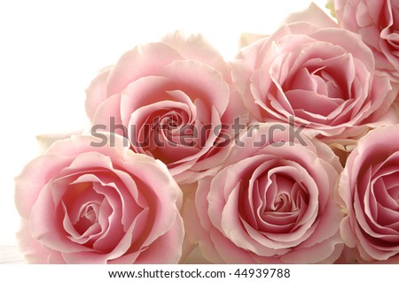 big pink roses pictures. Big multiple pink roses