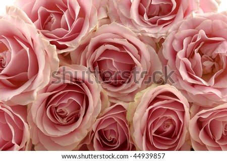 big pink roses pictures. girlfriend Roses cake ig pink roses pictures. stock photo : Big multiple