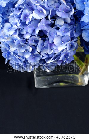 View of hydrangea in glass vase