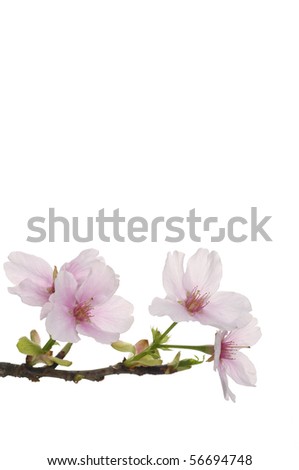stock photo Spring sakura flower border