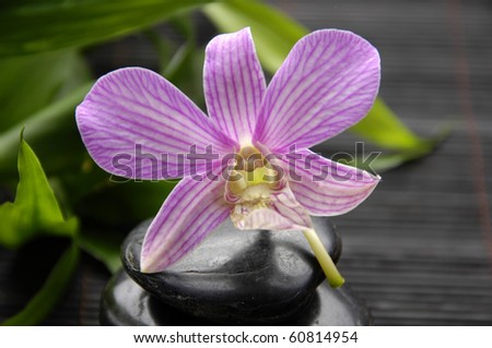 Pink orchid  with leaves and Stones Against bamboo stick straw mat