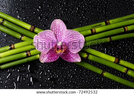 stock photo Pink orchid with bamboo grove on wet black background