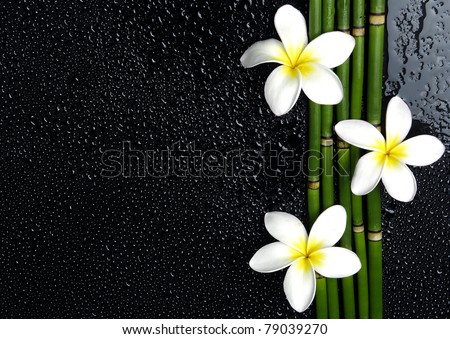 stock photo three frangipani flower with bamboo grove on wet black 
