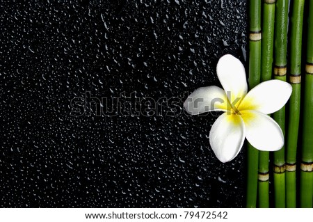 stock photo border of frangipani flower with bamboo grove on wet black