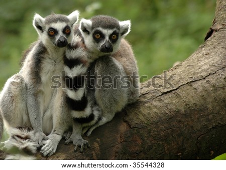 Two ring-tailed lemurs sitting on a fallen tree.
