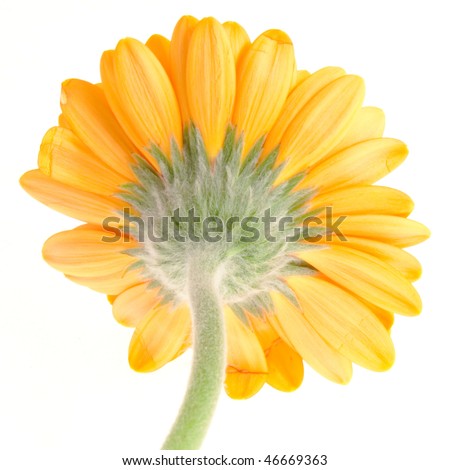 Daisy+flower+with+stem