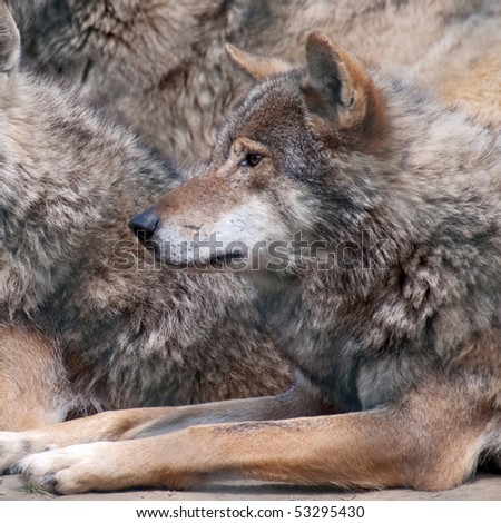 Head and front paws of a wolf against a background of wolves