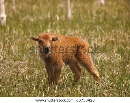 spring calf