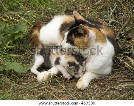 Wild cat and her little cat
