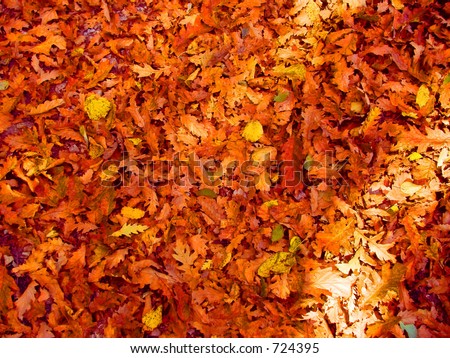 Texture of autumnal leaves