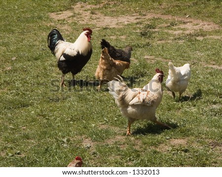 Chicken at farm