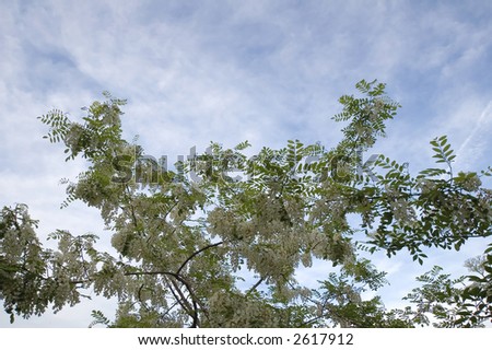 Acacia flowers of acacia tree against blue sky