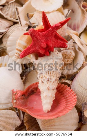 Backgrounds of sea shells with spiral and red starshell at first plane