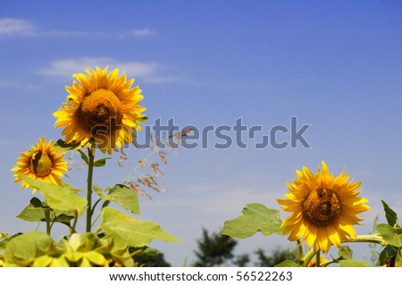 Field of yellow sunflowers against blue sky, focus on right flower
