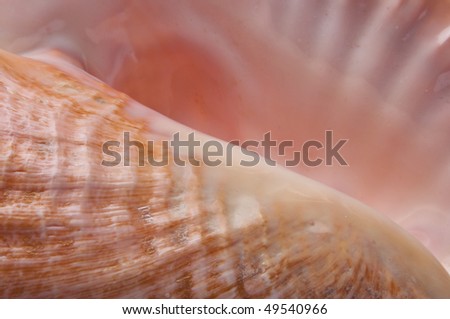 Conch Shell Detail Image