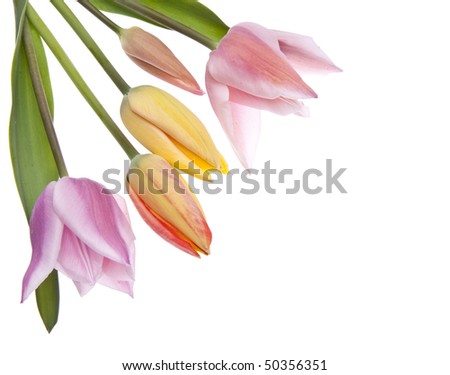 Beautiful Spring Tulips. Can work as a border of background, isolated on white with a clipping path.