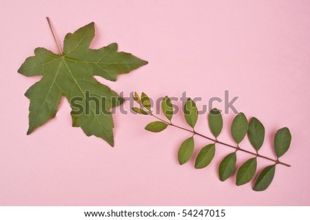 Natural Plant Leaves on a Bright Vibrant Pink Studio Background.