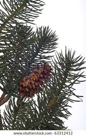 Winter Pine Tree Background or Border with Pine Cone on White.