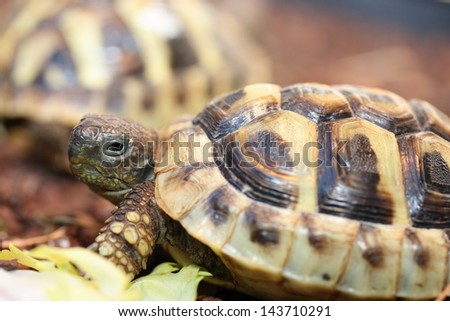 Hermann\'s tortoise (Testudo hermanni boettgeri) a standing protected species of turtle