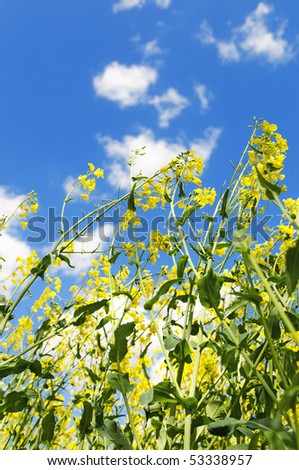 Field of rapeseed rise up to the sky