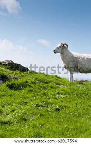 Sheep with horns in rural scene