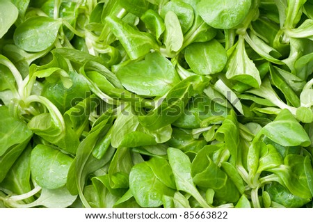 Fresh green salad background