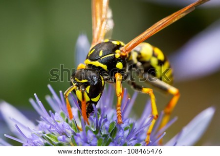 Macro of wasp on the flower