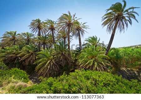 Cretan Date palm trees with bananas on Crete, Greece