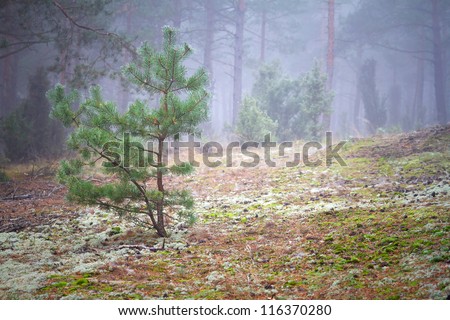 Misty forest in foggy weather in Poland