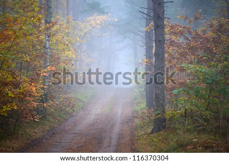 Misty forest in foggy weather in Poland