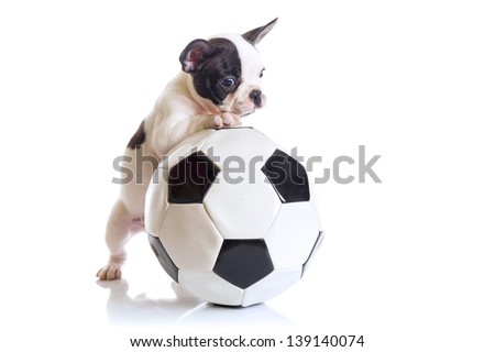 French bulldog puppy with soccer ball over white French bulldog puppy with soccer ball over white